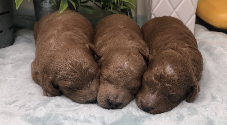 Story and Komet Male Puppies