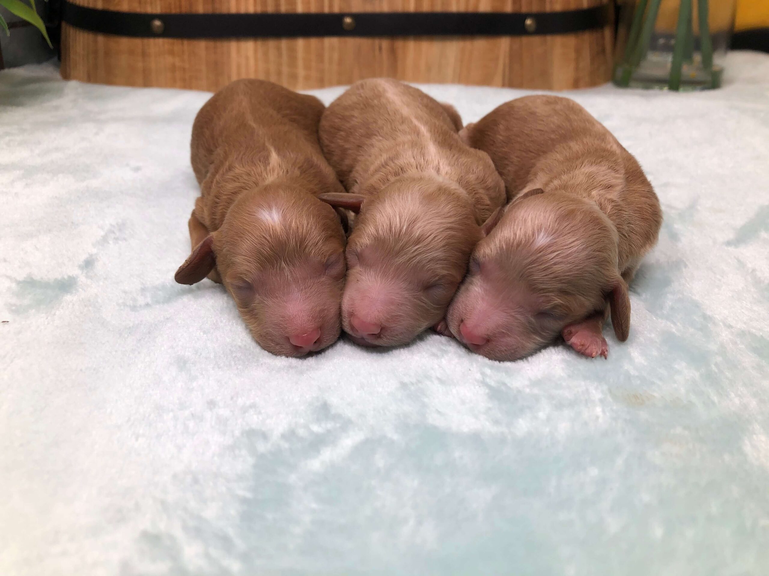 Story and Komet Male Puppies