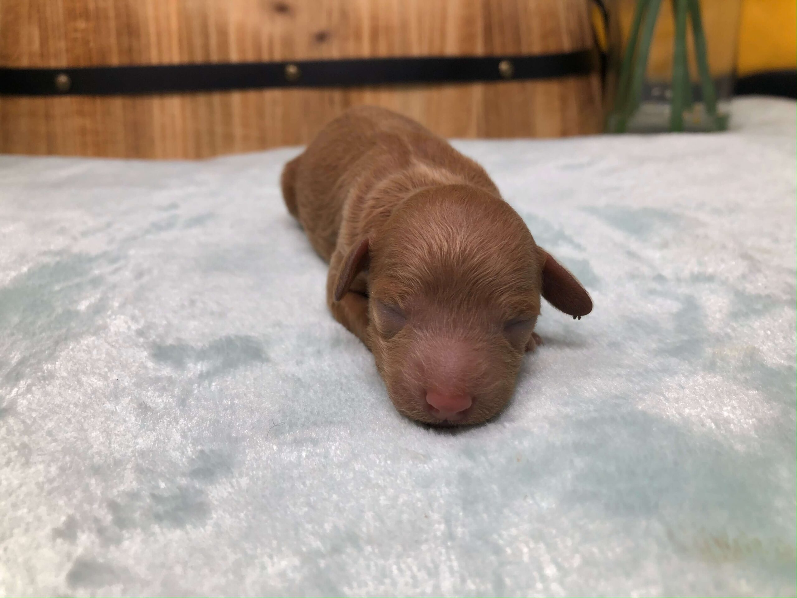 Story and Komet Female Puppy