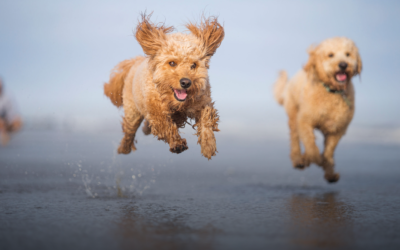 Johnson Doodles’ 10 Tips to Keep Your Pups Cool During the Summer