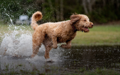Johnson Doodles: 10 Tips for Enjoyable Rainy Day Walks with Your Dog