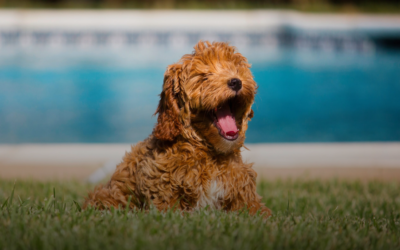 Johnson Doodles: 10 Essential Tips for Choosing the Best Pet Insurance for Your Puppy