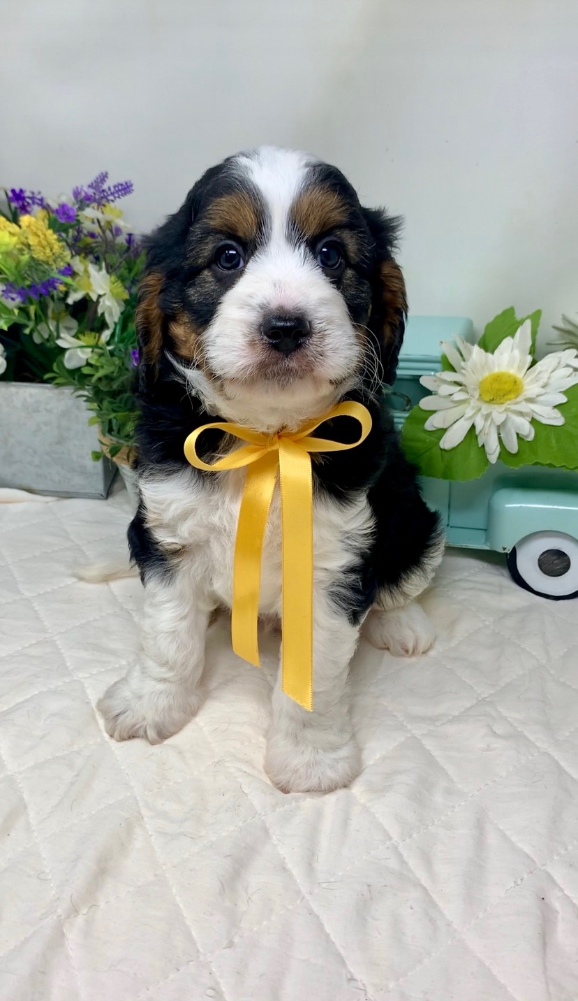 Yellow Collar Male