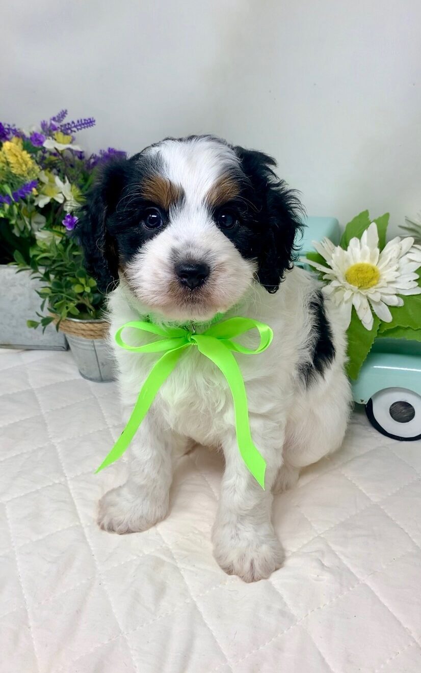 Green Collar Male