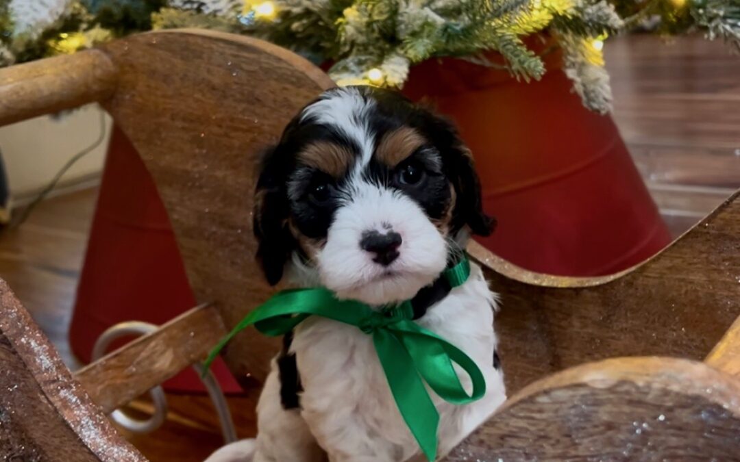 Green Collar Male