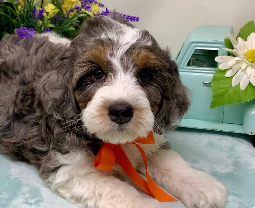 Orange Collar Male