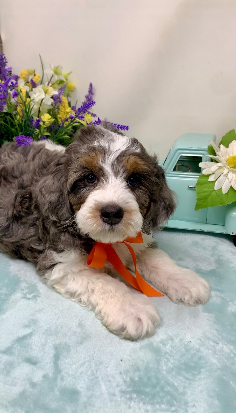 Orange Collar Male