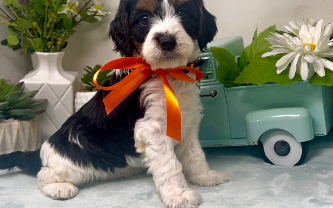 Orange Collar Male