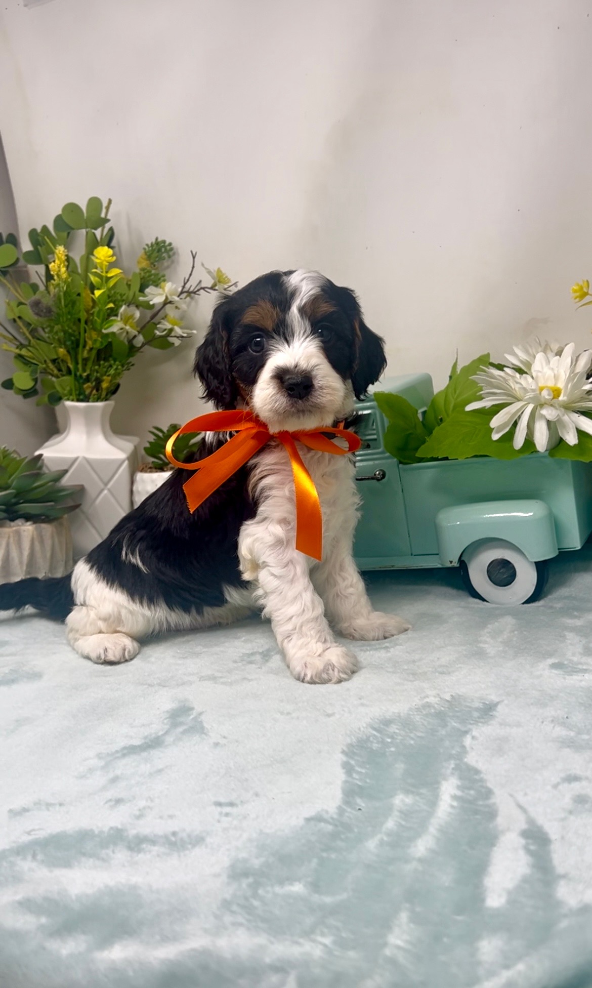 Orange Collar Male