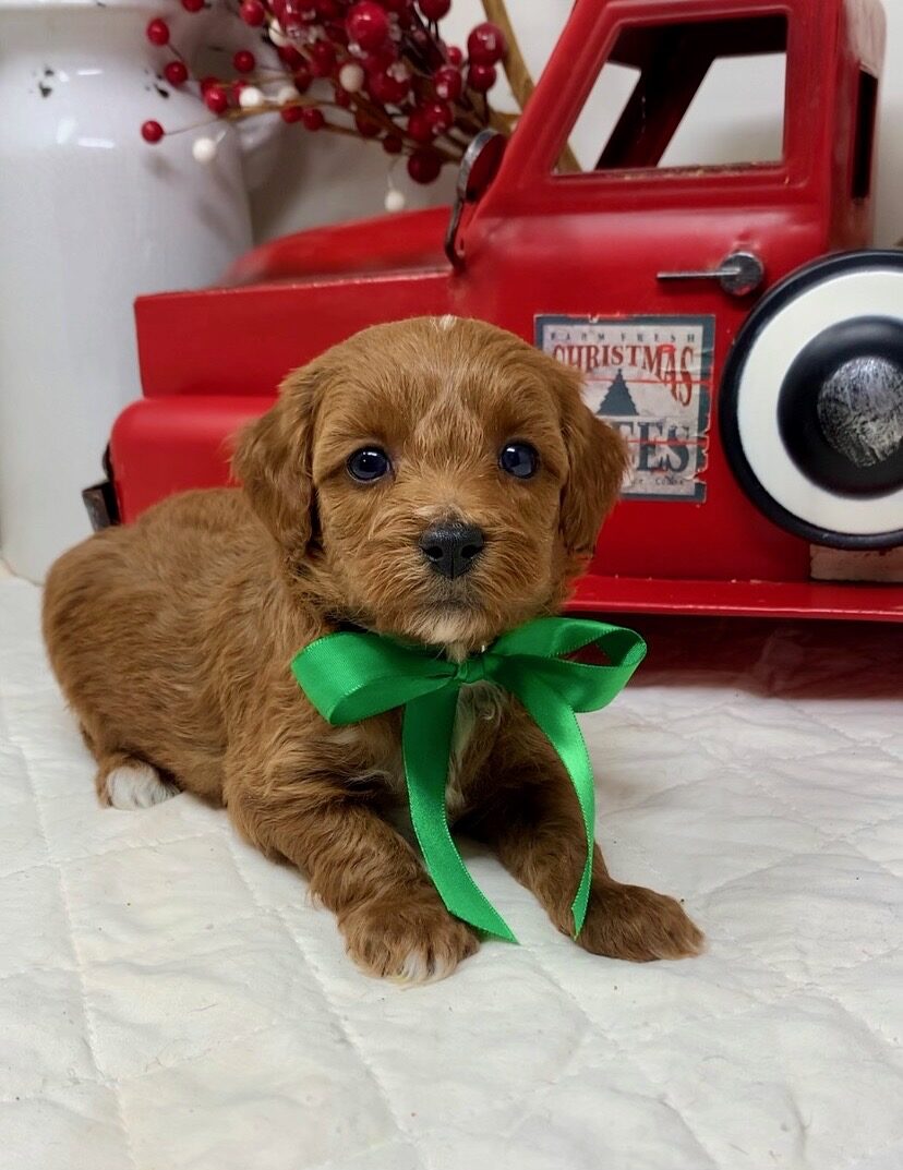 Green Collar Male