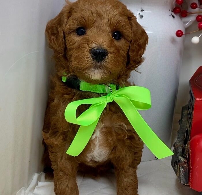 Neon Green Collar Male