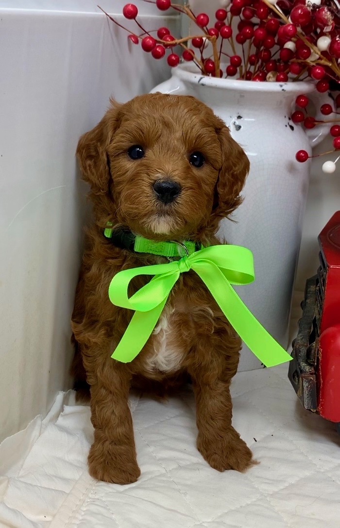 Neon Green Collar Male