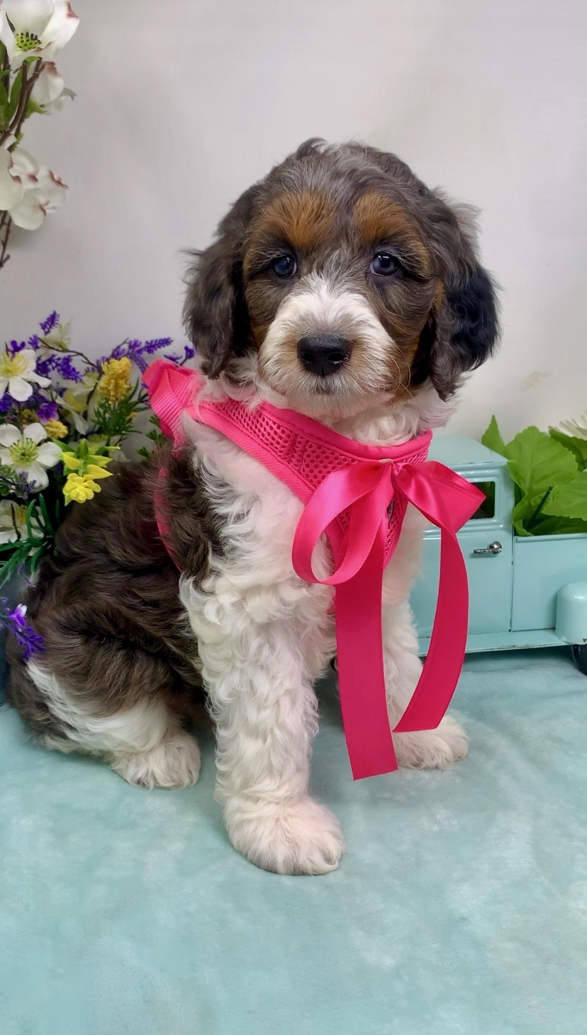 Dark Pink Collar Female