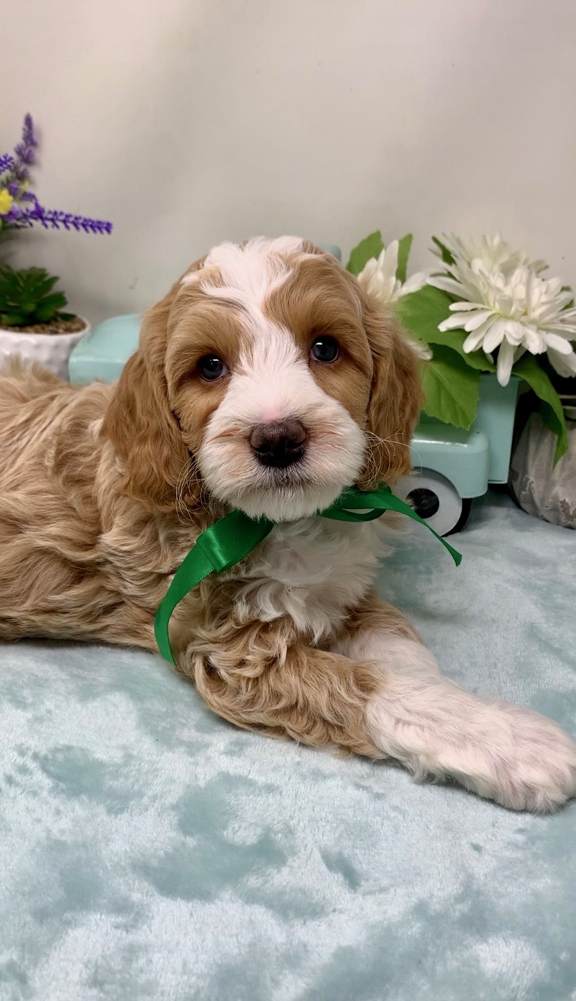 Green Collar Male