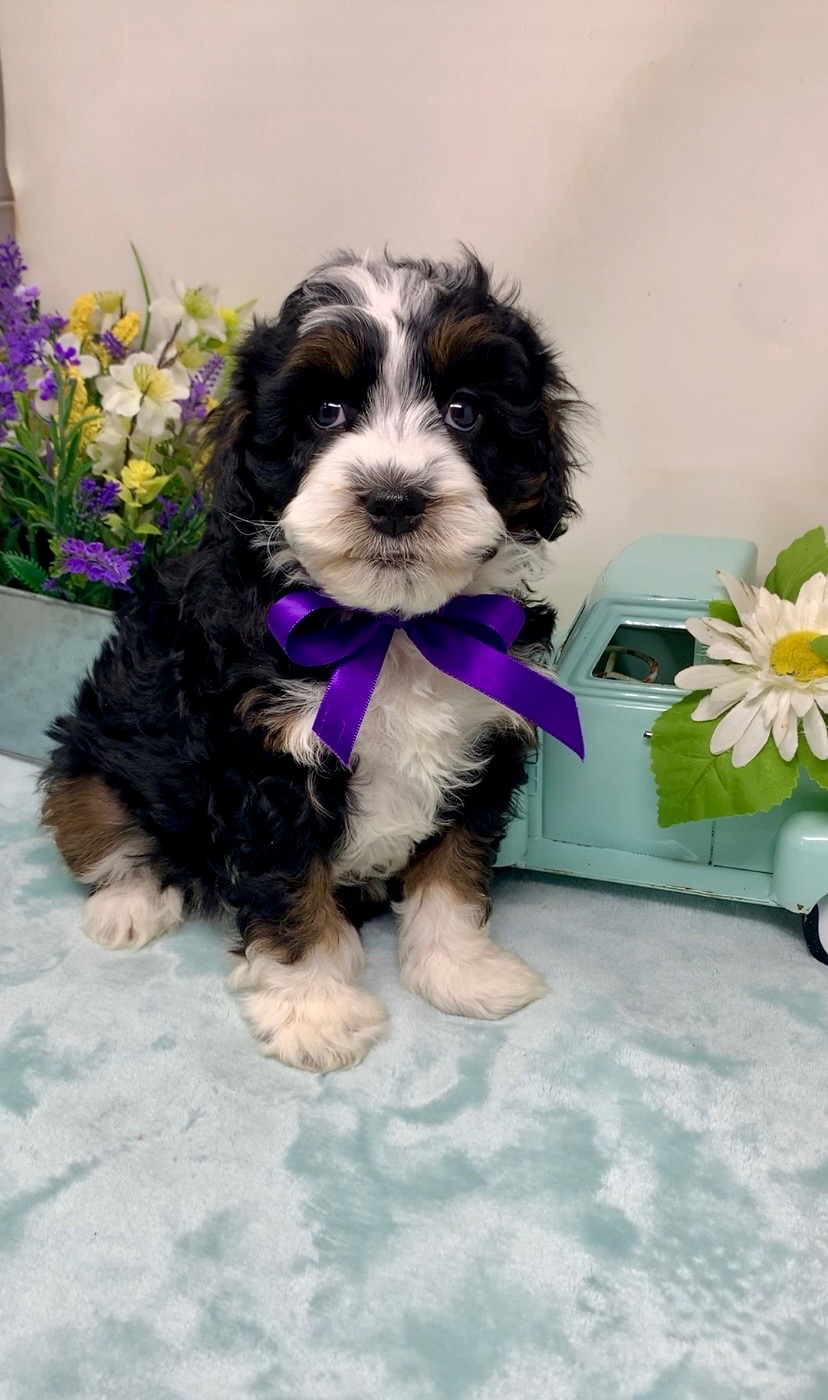 Purple Collar Female