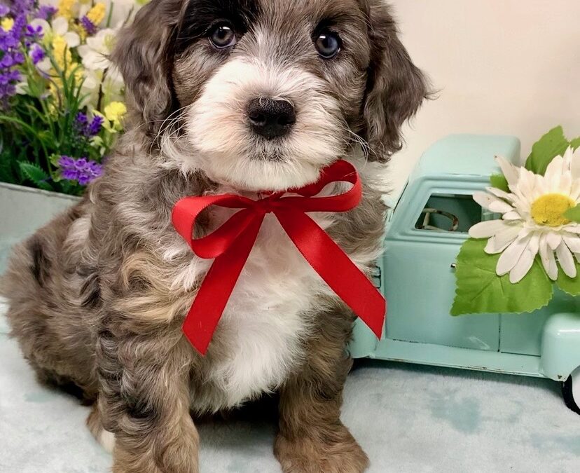 Red Collar Male