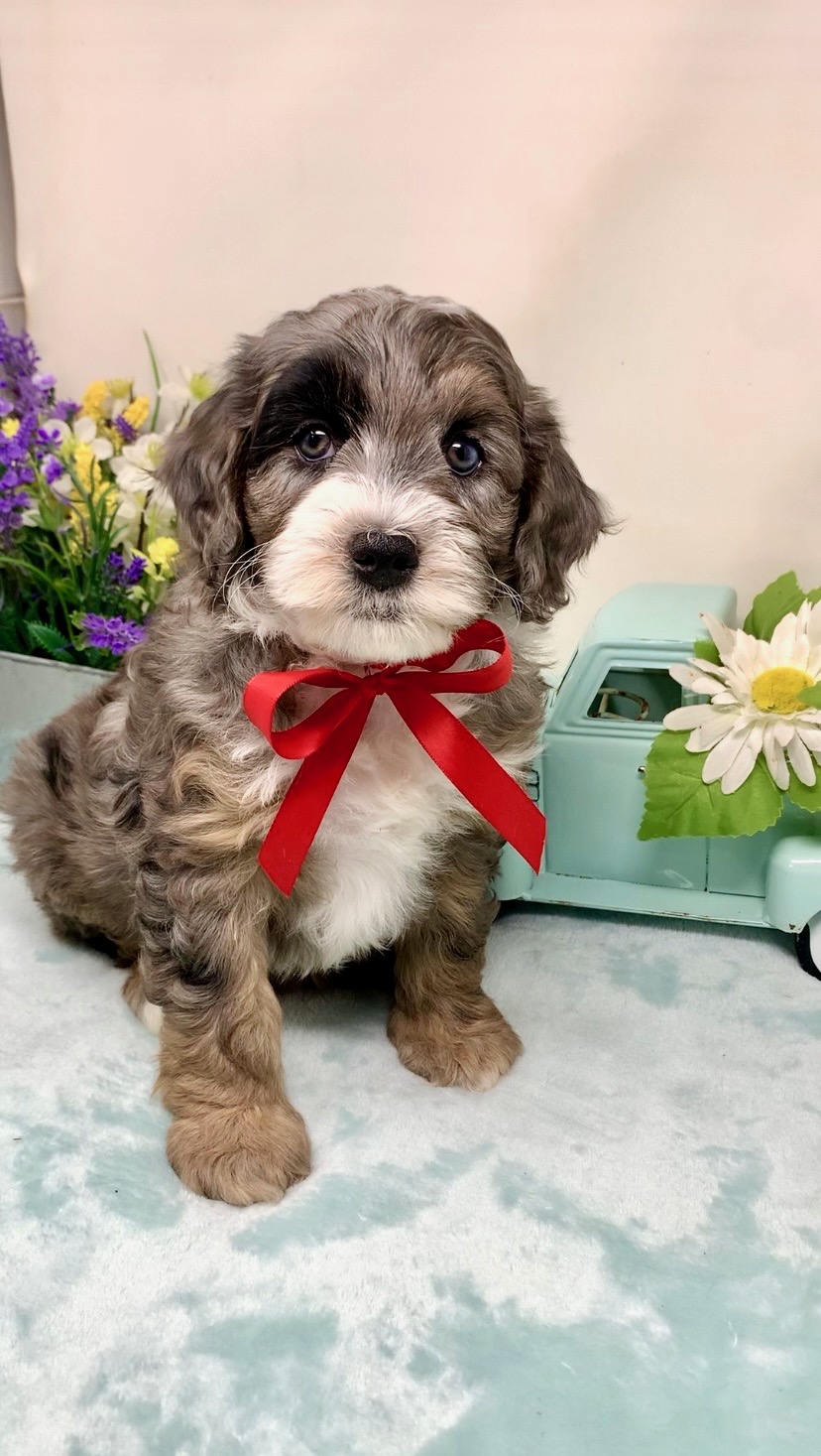 Red Collar Male