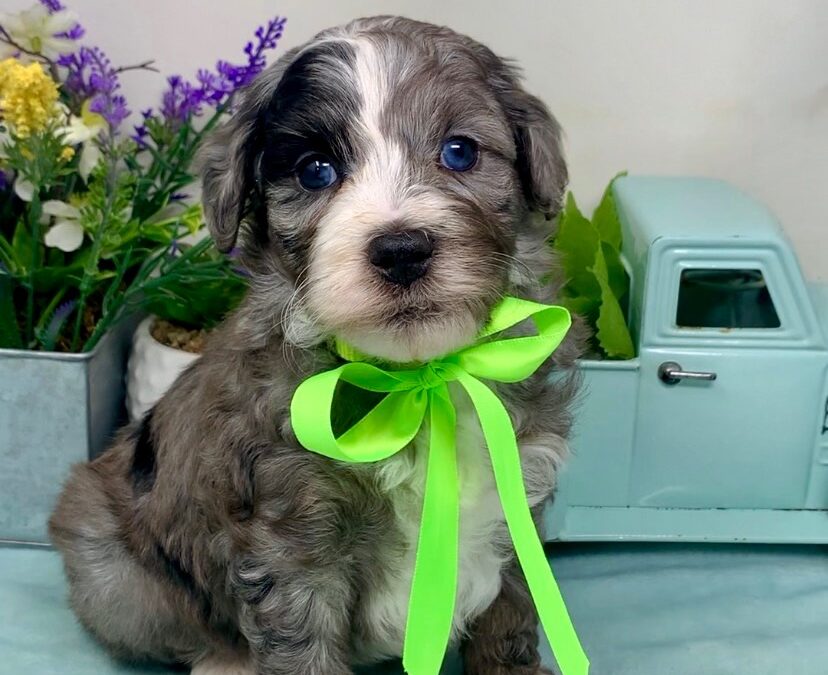 Lime Collar Male