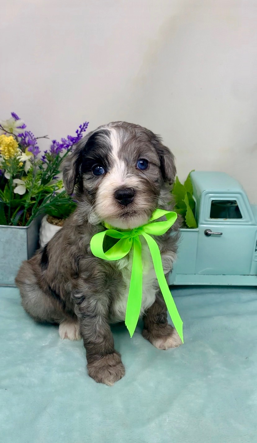 Lime Collar Male