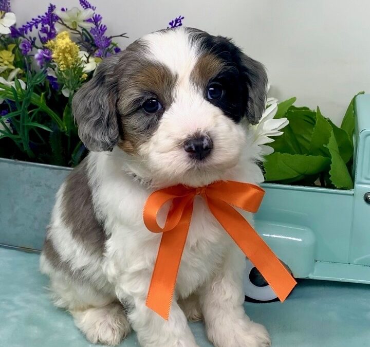 Orange Collar Male