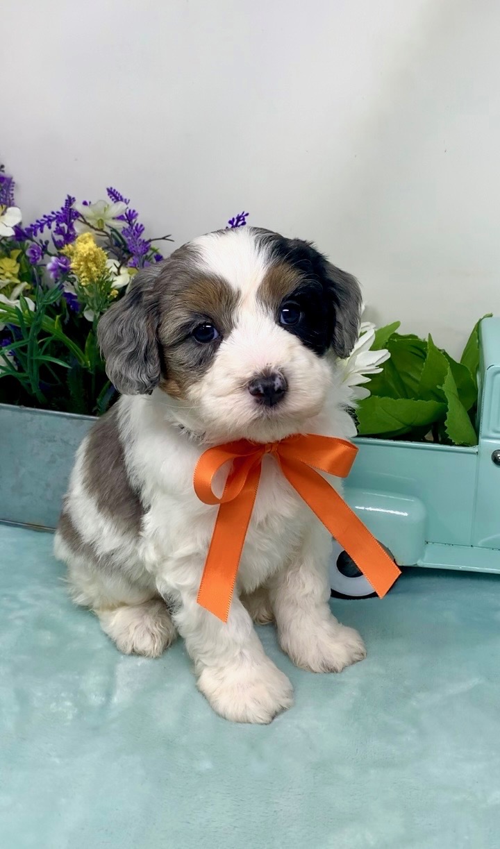 Orange Collar Male