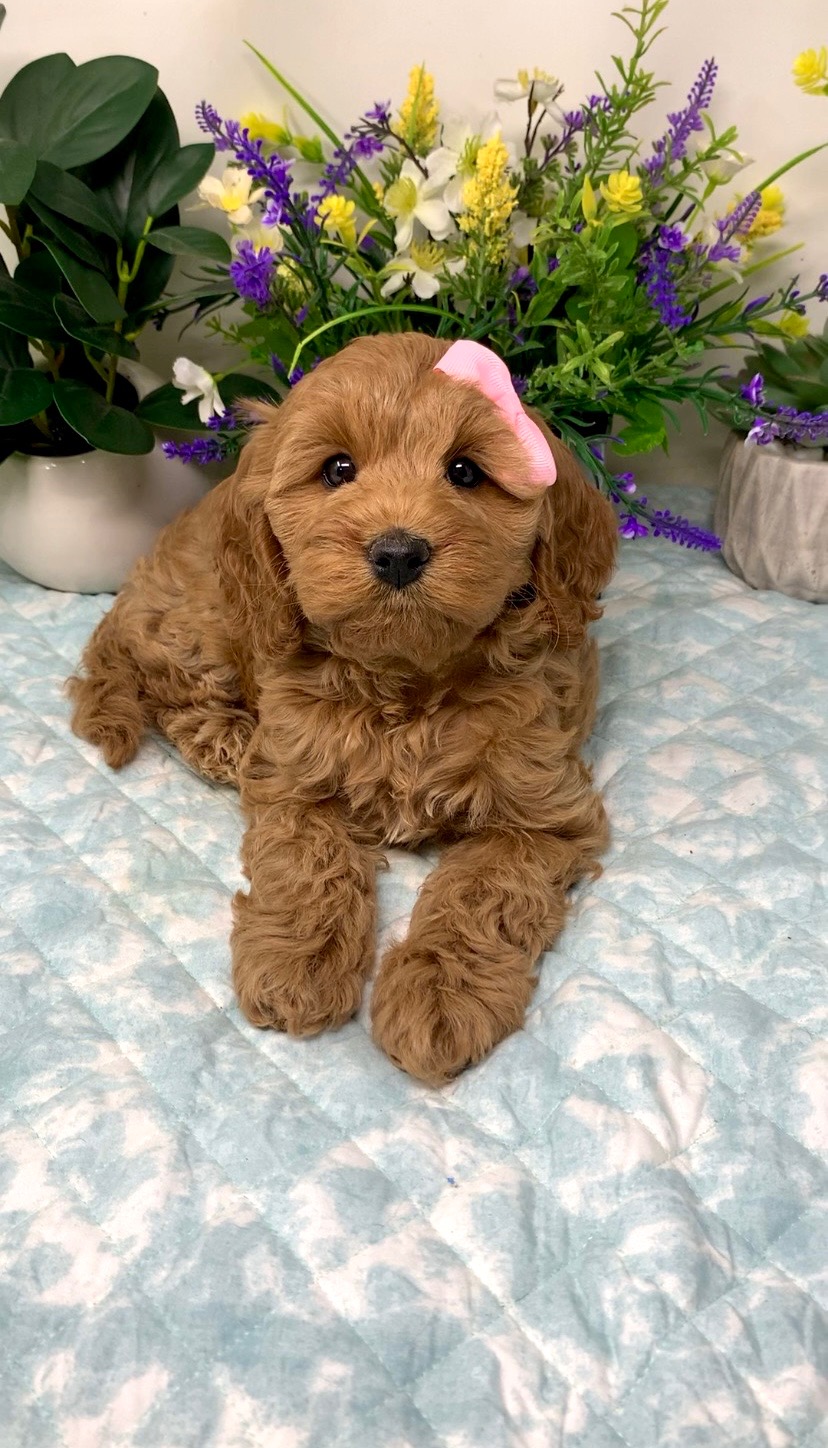 Light Pink Collar Female