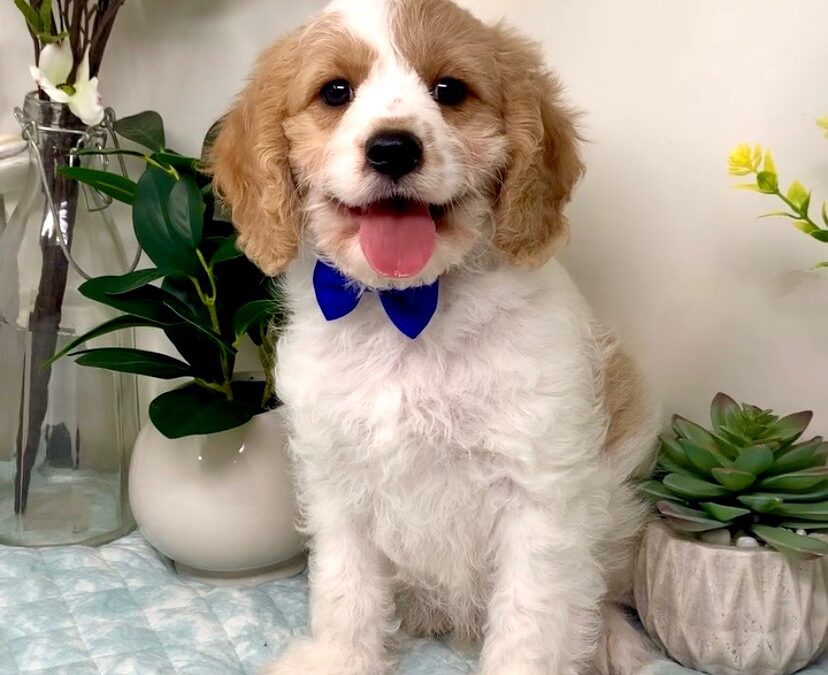 Dark Blue Collar Male