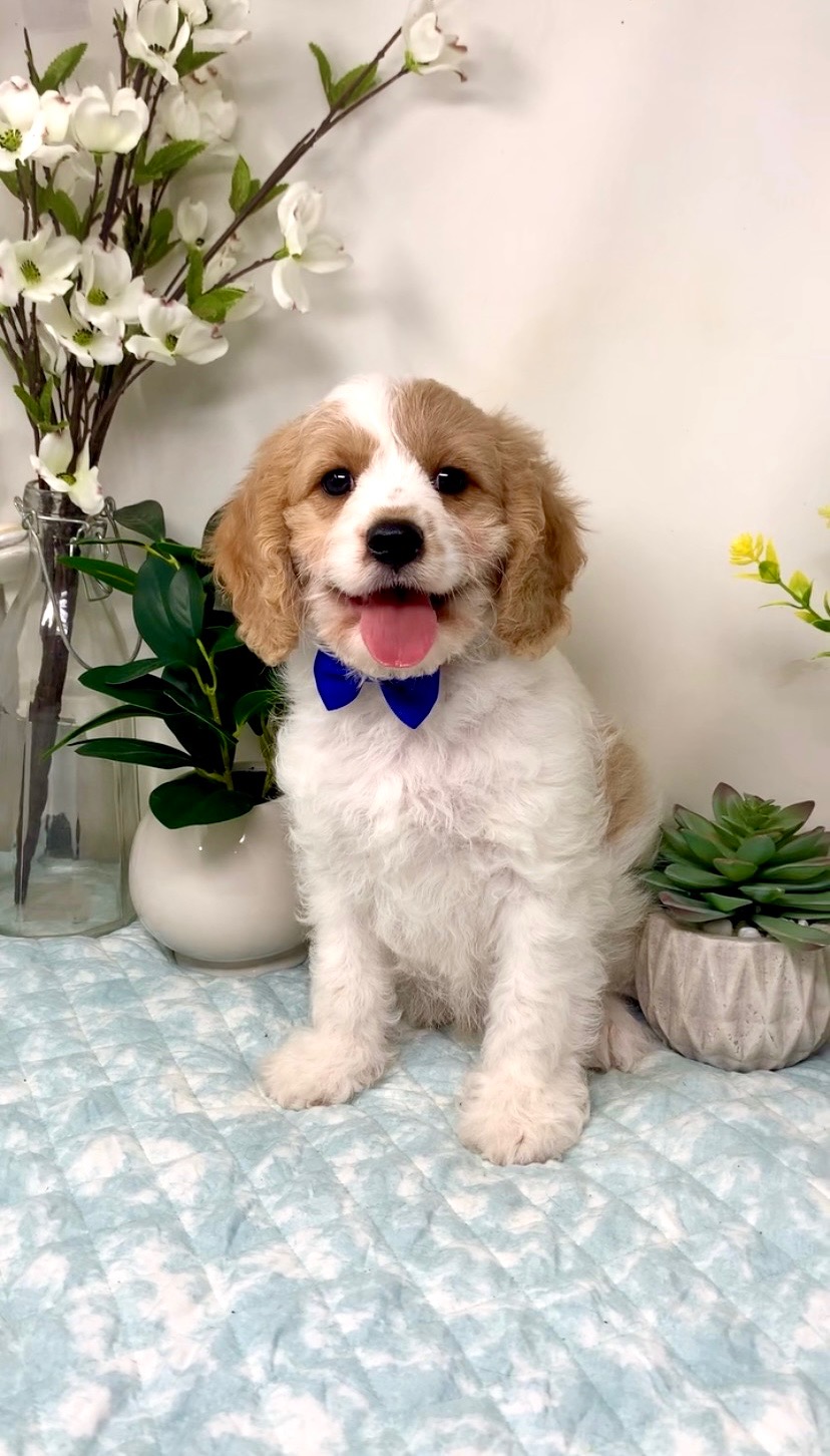 Dark Blue Collar Male