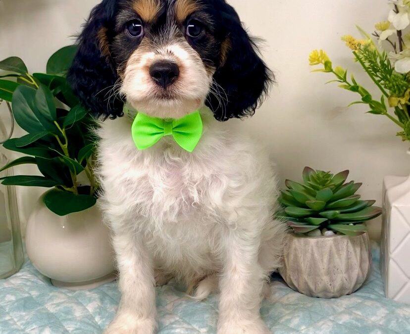 Green Collar Male