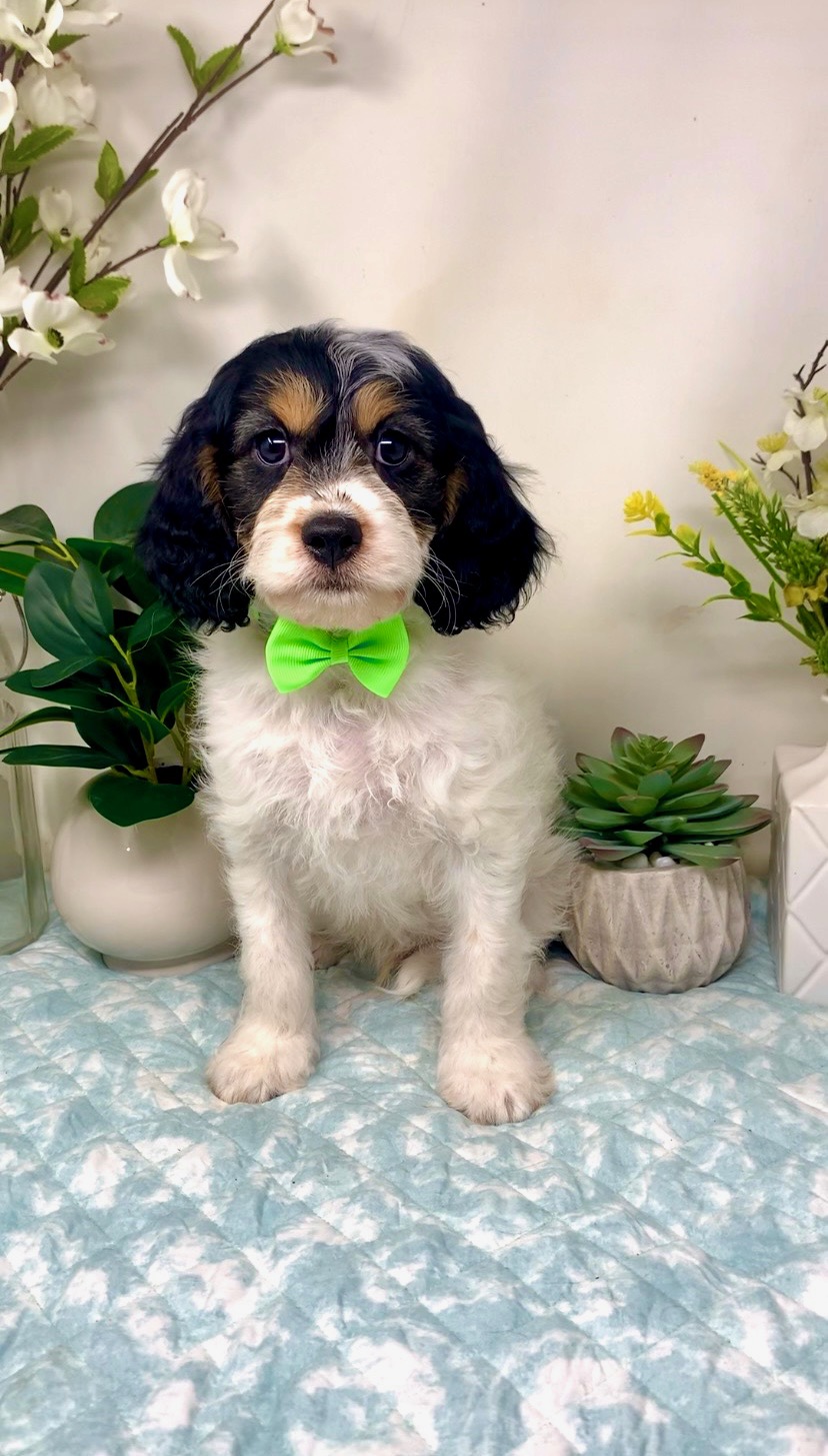 Green Collar Male