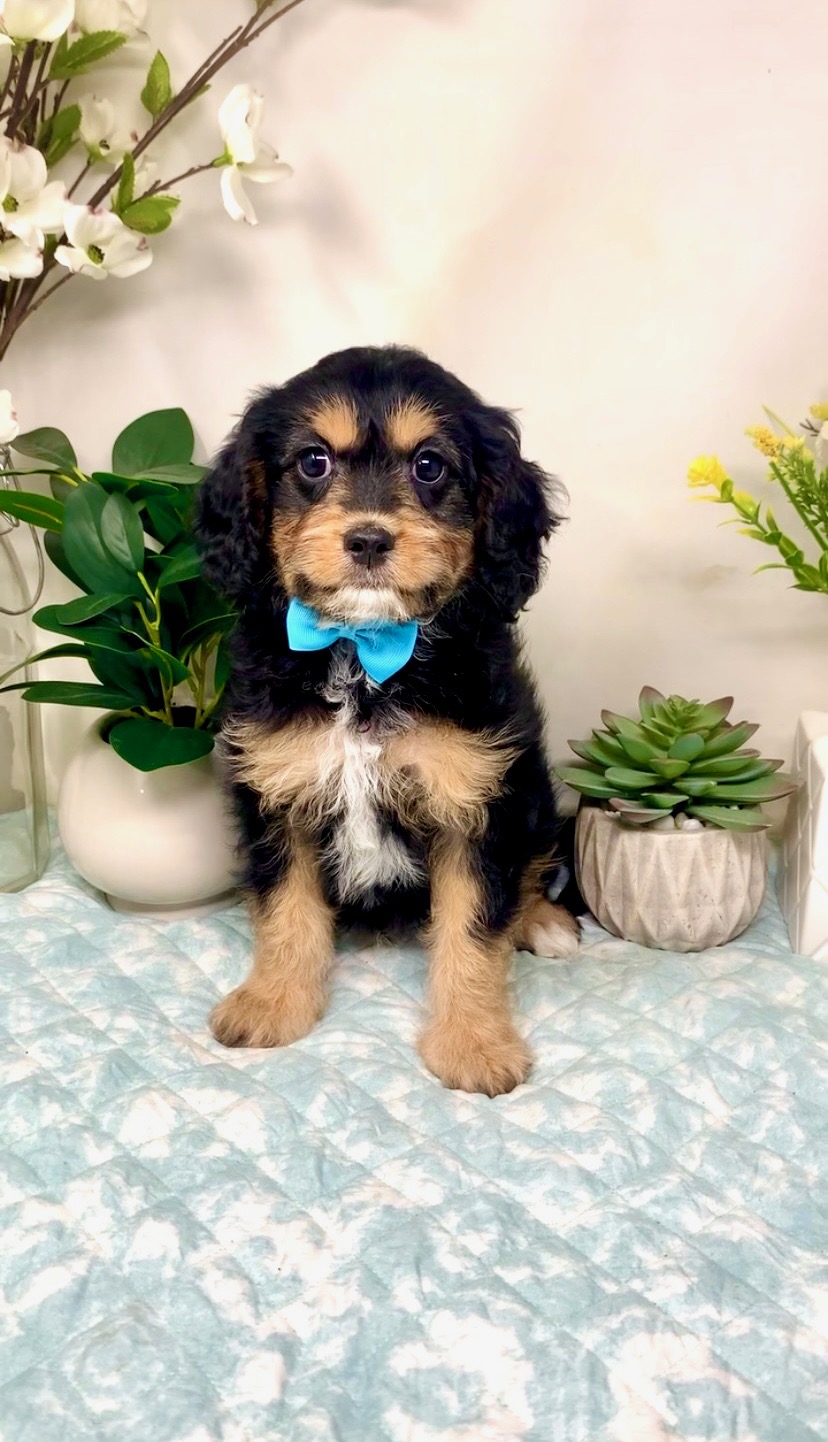 Light Blue Collar Male