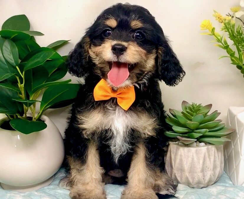 Orange Collar Male