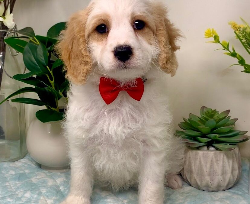 Red Collar Male