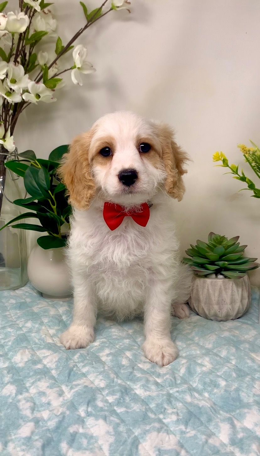 Red Collar Male