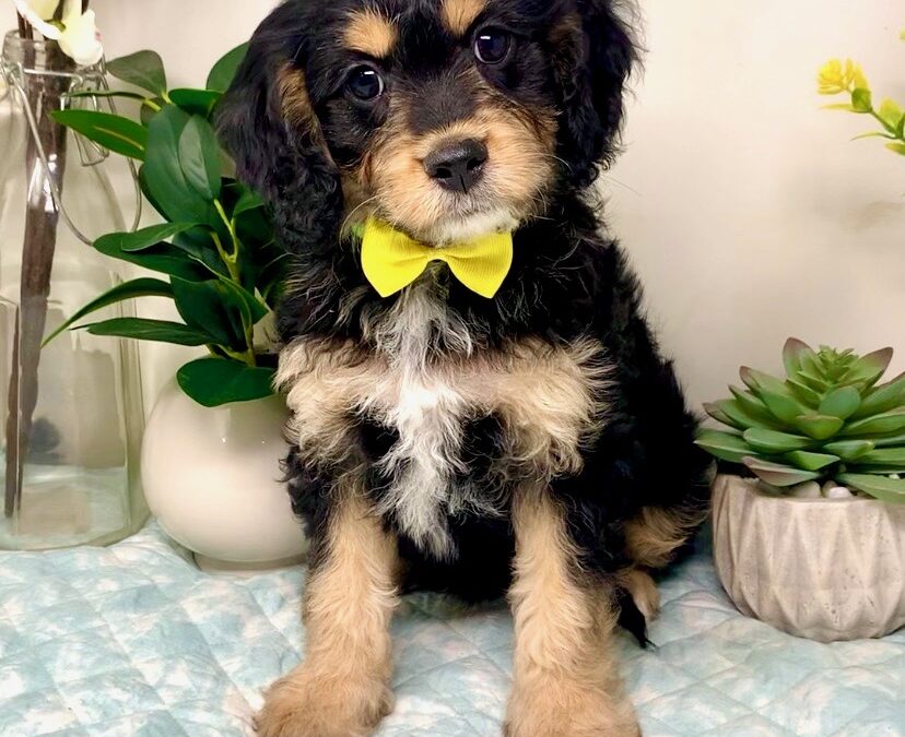 Yellow Collar Male