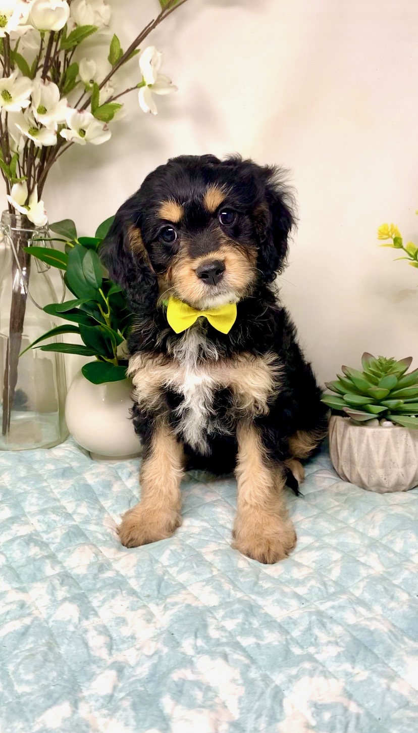 Yellow Collar Male
