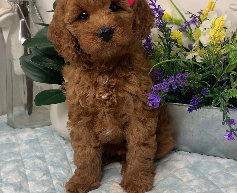 Dark Pink Collar Female