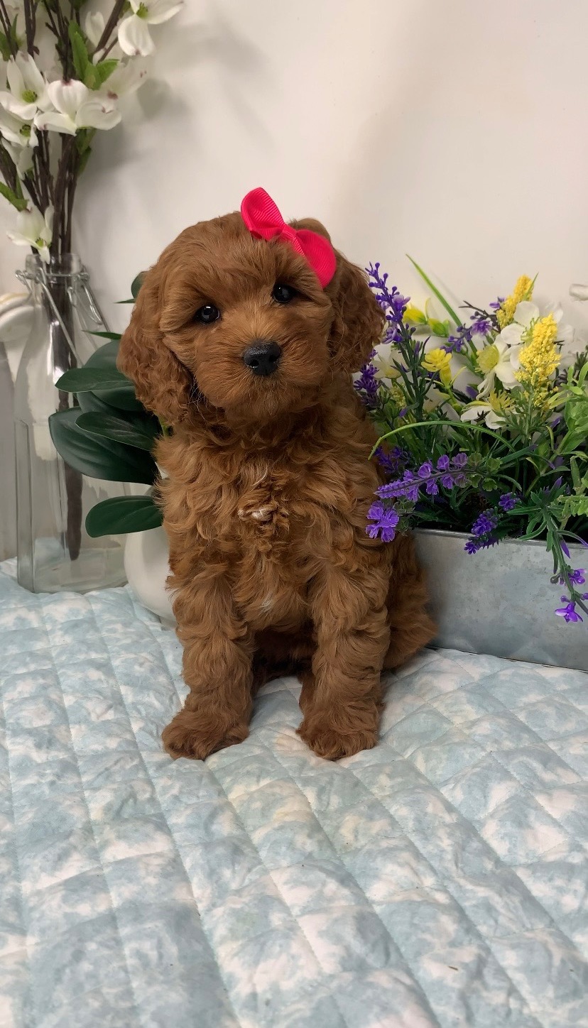 Dark Pink Collar Female