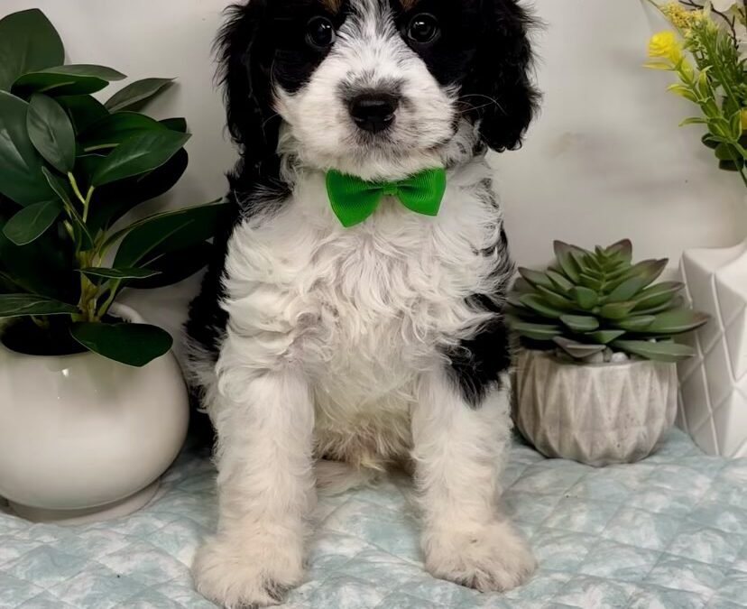 Green Collar Male