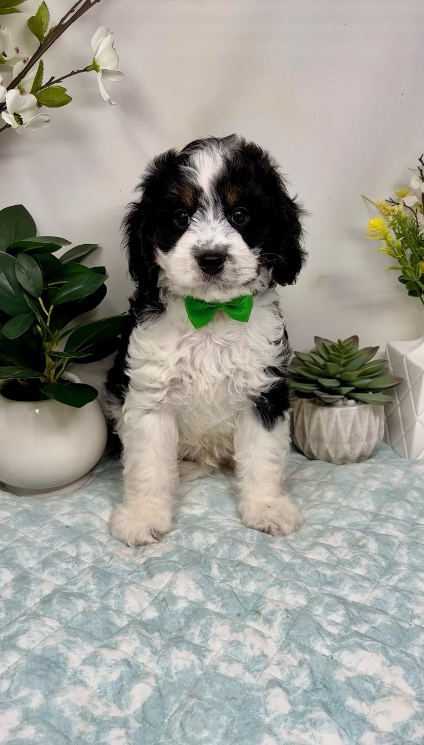 Green Collar Male