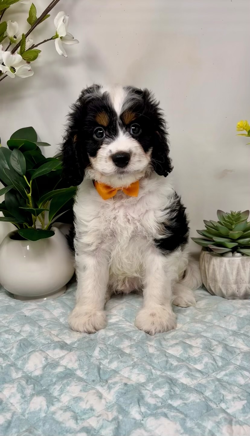 Orange Collar Male