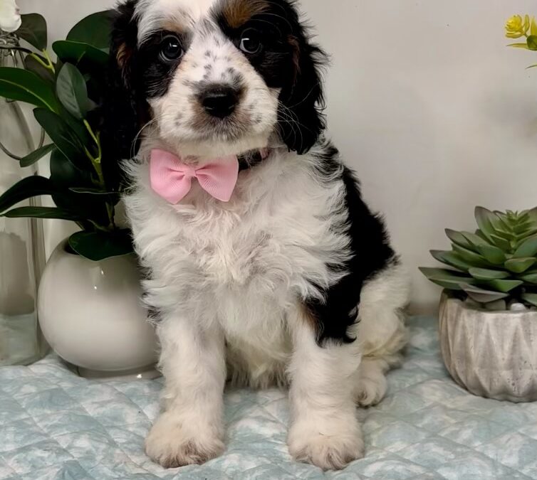 Pink Collar Female
