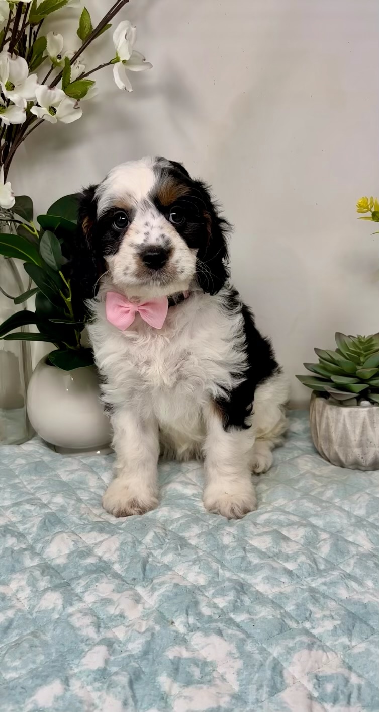 Pink Collar Female