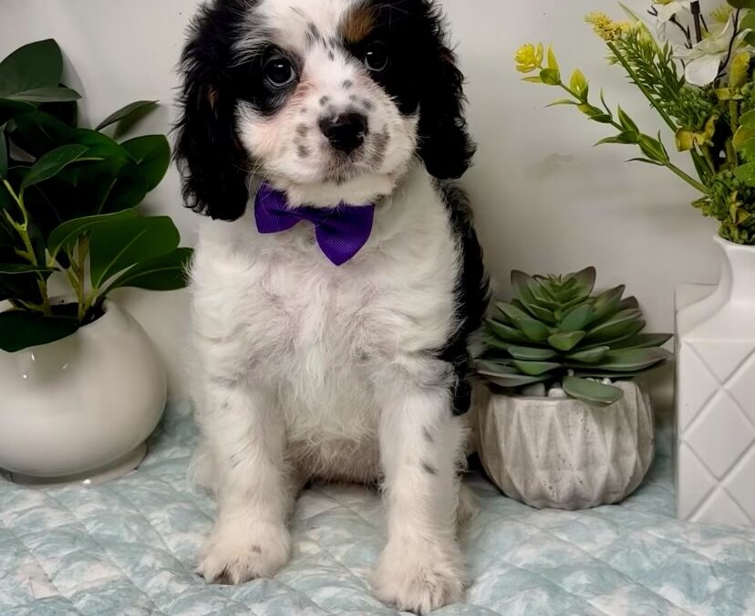 Purple Collar Female