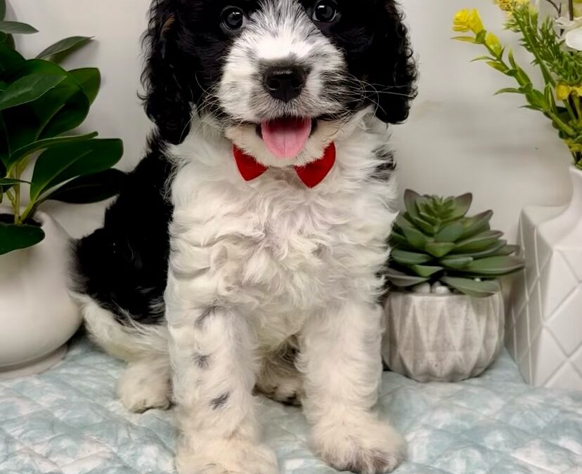 Red Collar Male