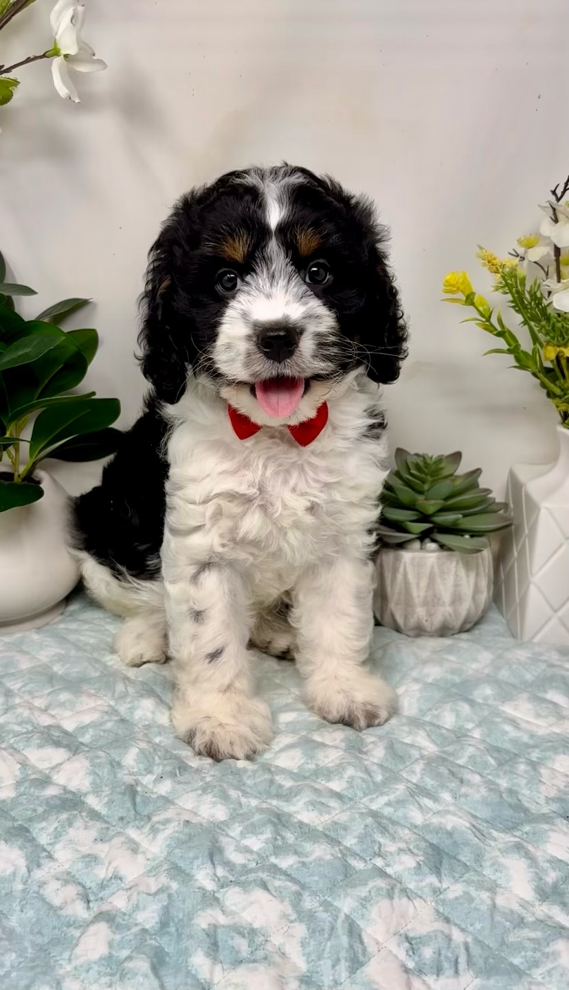 Red Collar Male