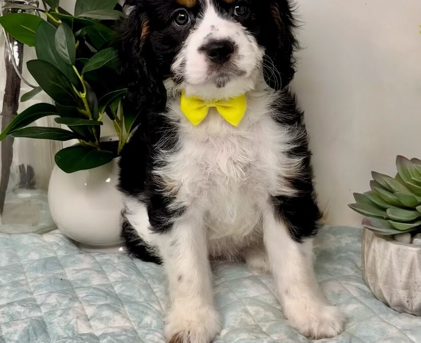 Yellow Collar Female