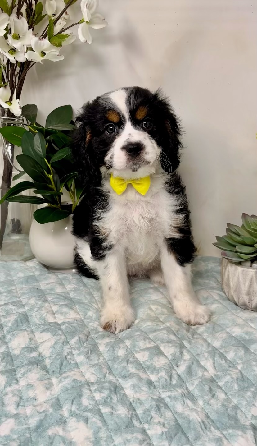 Yellow Collar Female