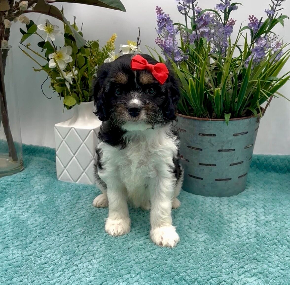 Red Bow Female