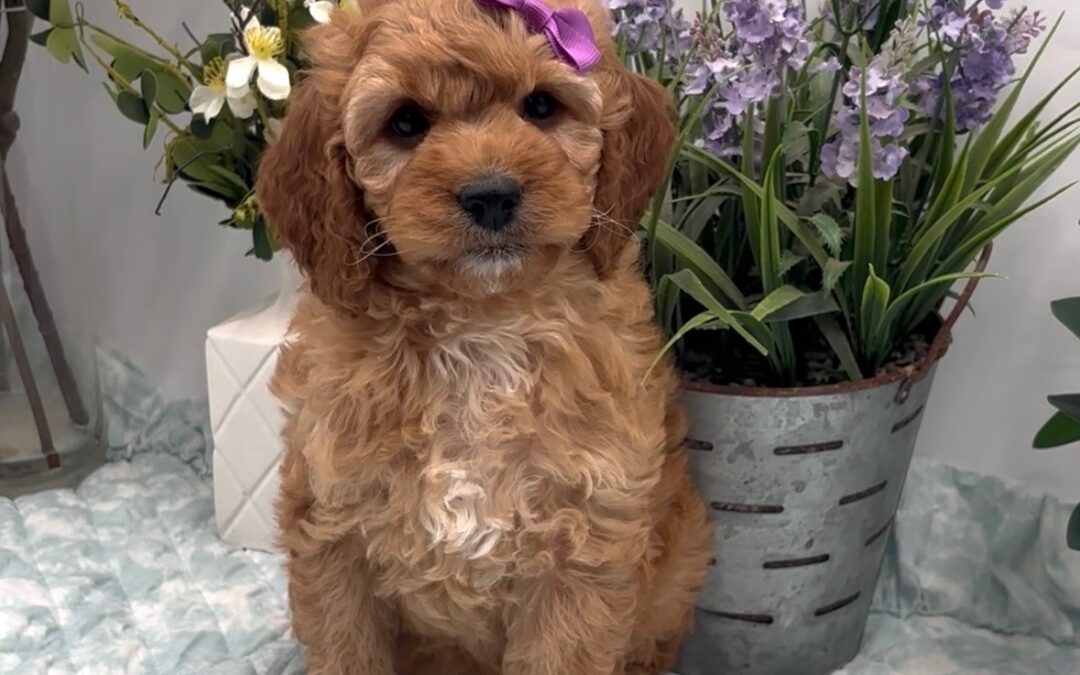 Purple Bow Female